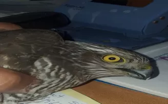 Giresun'da doğada yaralı bulunan atmaca koruma altına alındı