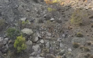 Giresun’da yaban keçisi sürüsü görüntülendi