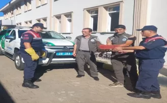 Giresun'da yaralı bulunan şahin ve ibibik koruma altına alındı