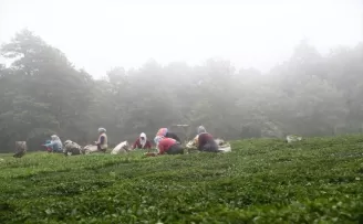 Giresun’da yeni sürgün çay hasadına başlandı