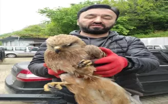 Giresun’da yol kenarında bulunan kızıl şahin tedavi altına alındı