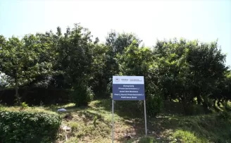 Giresun’daki gen bahçesinde koruma altına alınan karayemiş türü artırılacak
