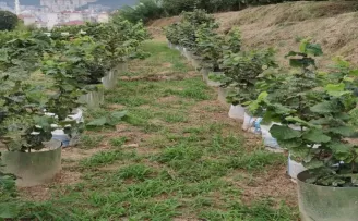 Giresun, Ordu ve Trabzon’da son iki yılda 300 dönüm fındık bahçesi yenilendi