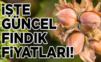 Güncel Fındık Fiyatları