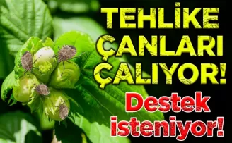 Kahverengi Kokarca ile Mücadeleye Destek İsteniyor