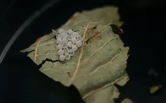 “Kahverengi kokarca“ zararlısı ile biyolojik mücadele yürütülüyor