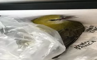 Karabük’te yaralı bulunan sarıasma kuşu tedaviye alındı