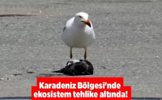 Karadeniz Bölgesi’nde ekosistem tehlike altında!