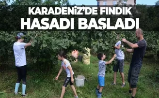 Karadeniz’de fındık hasadı başladı