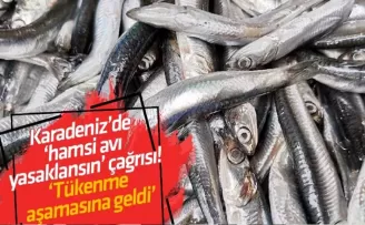 Karadeniz’de ‘hamsi avı yasaklansın’ çağrısı