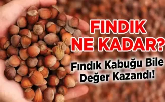 Karadeniz’de Yeni Fındık Fiyatı Ne Kadar Oldu