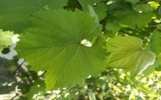 Kastamonu’da Kahta cinsi üzümün kilogramı 25, yaprağı 100 liraya satılıyor