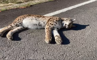 Kastamonu'da yol kenarında ölü vaşak bulundu