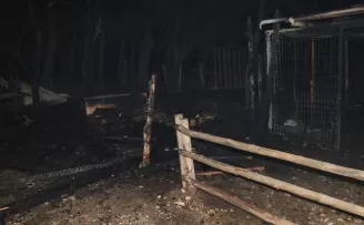 Kastamonu’daki ahır yangınında lama, midilli ve tavus kuşu öldü