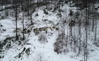 Keçileriyle karlı yamaçlarda günde 8 saat yol katediyor