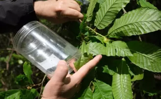 Kestane ormanlarında gal arısının zararından böceklerle korunacak