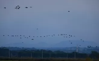 Kızılırmak Deltası Kuş Cenneti pek çok canlıya ev sahipliği yapıyor