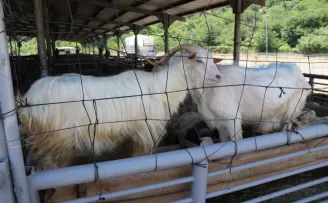 Kocaeli ve Karabük’te kurbanlıklar alıcı bekliyor