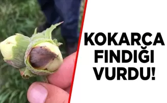 Kokarca fındığı vurdu! 60 liraya kadar geriledi...