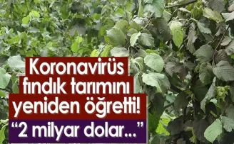 Koronavirüs fındık tarımını yeniden öğretti! “2 milyar dolar...“