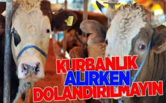 Kurbanlık alırken dikkat! Dolandırılmayın