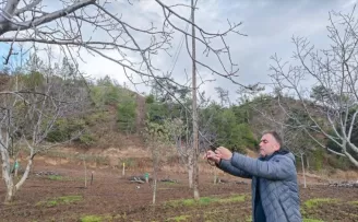 Oğuzlar cevizinde zirai don nedeniyle yüzde 90 verim kaybı bekleniyor