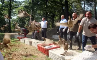 Ordu’da bin sülün doğaya salındı