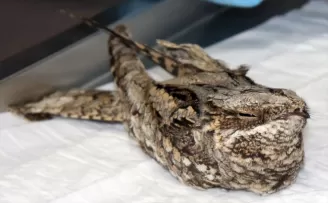 Ordu'da bitkin halde bulunan çobanaldatan kuşu koruma altına alındı