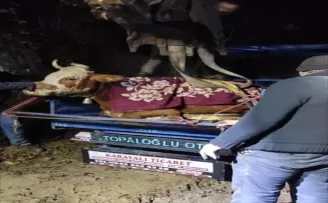 Ordu'da dere yatağına düşen inek kurtarıldı
