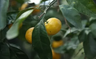 Ordu'da fındık üreticileri narenciye üretiminden ek kazanç sağlıyor