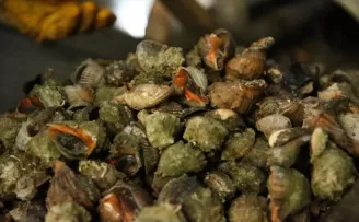 Ordu'da kadınların işlediği deniz salyangozu Uzak Doğu'ya ihraç ediliyor