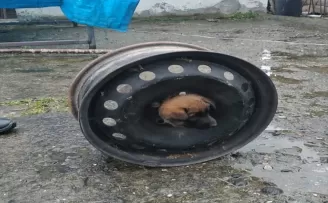 Ordu’da kafası otomobil jantına sıkışan köpeği ekipler kurtardı