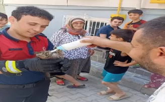 Ordu’da mahsur durumdaki yavru kedi ile 4 baykuş kurtarıldı