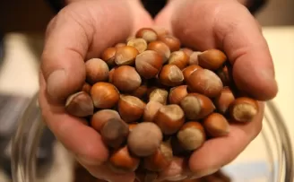 Ordu'da serbest piyasada fındık 53 liradan işlem görüyor