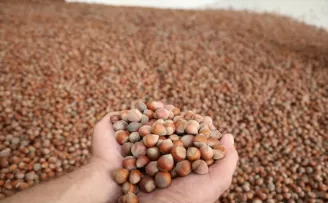 Ordu'da serbest piyasada fındık 62 liradan işlem görüyor