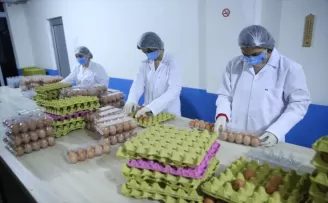 Ordu'da üretilen organik yumurtalar BAE'ye ihraç edilecek