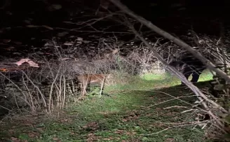 Ordu'da yaşlı kadının kaybolan ineklerini polis ve zabıta ekipleri buldu