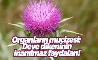 Organların mucizesi: Deve dikeninin inanılmaz faydaları! Karaciğer, beyin, mide...