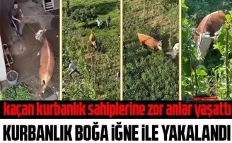Rize’de kaçan kurbanlık sahiplerine zor anlar yaşattı