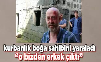 Rize’de kurbanlık boğa sahibini yaraladı