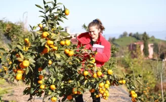 RTEÜ'nün 9 farklı mandalina ürettiği bahçede hasat şenliği düzenlendi