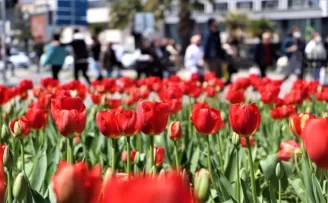 Samsun’a nisan ayında 675 bin adet farklı türde çiçek dikilecek