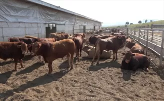 Samsun Büyükşehir Belediyesi, Diyarbakır'a modern hayvan pazarı kuracak
