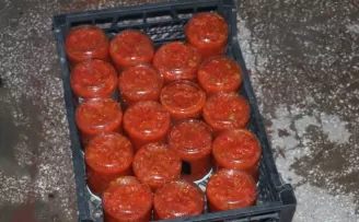 Samsun'da kış hazırlığı yapan kadınların salça ve konserve mesaisi