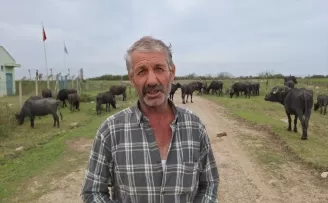 Samsun’da manda sayısı 22 bin 450’ye çıktı