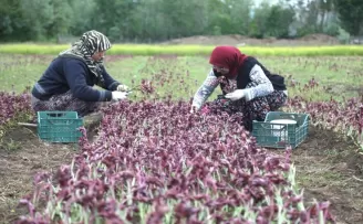 Samsun’da özel izinle üretilen salep orkidesinin hasadına başlandı