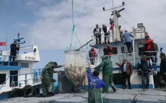 Samsun’da sezonun ilk somon hasadı yapıldı