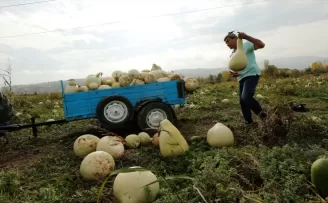 Samsun'da ürettiği su kabağını yurt dışına da gönderiyor