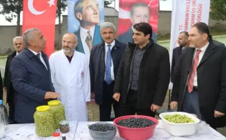 Samsun'da zeytin üretimi artıyor
