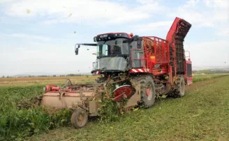 Şeker pancarının tarladan sofraya zahmetli yolculuğu